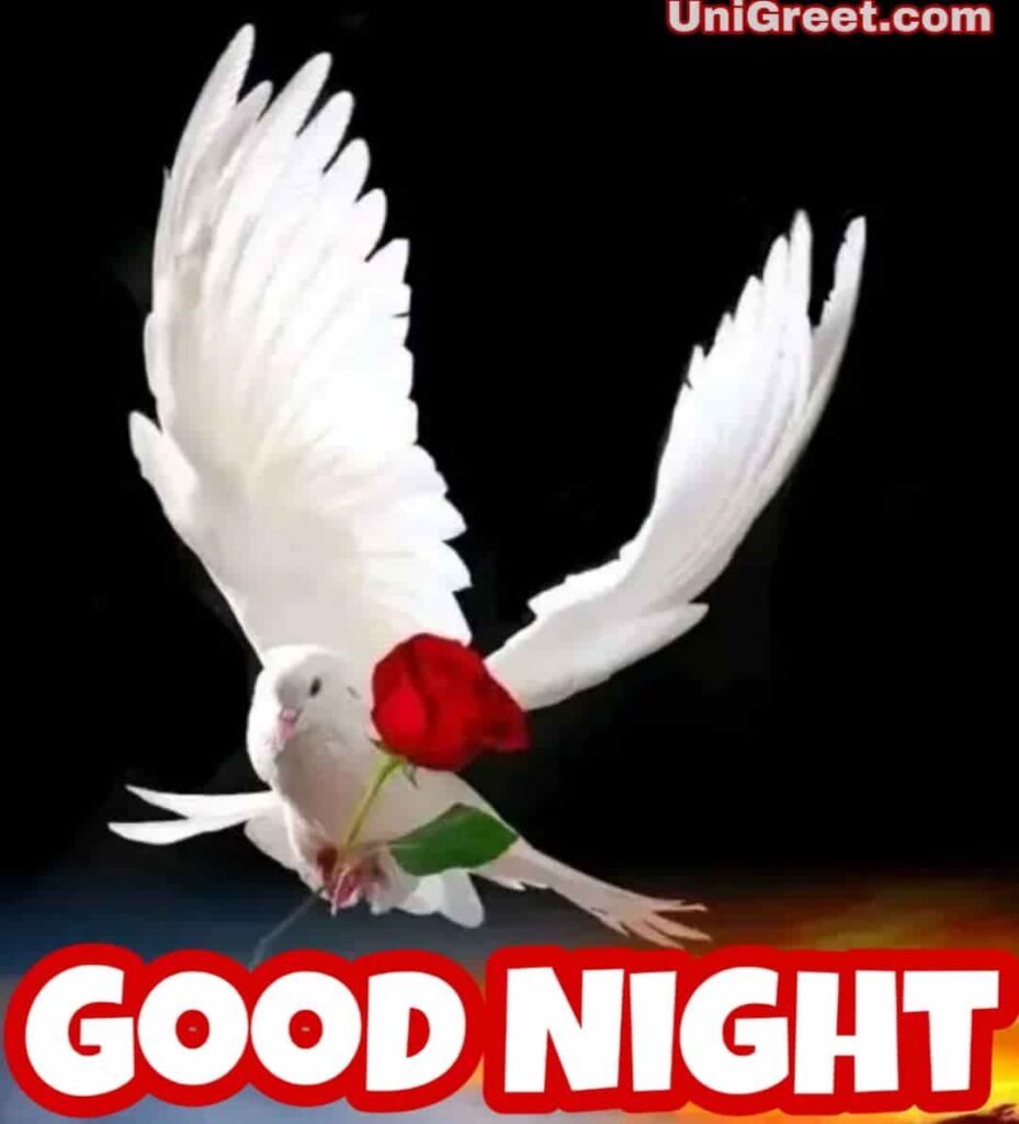 good night pigeon image