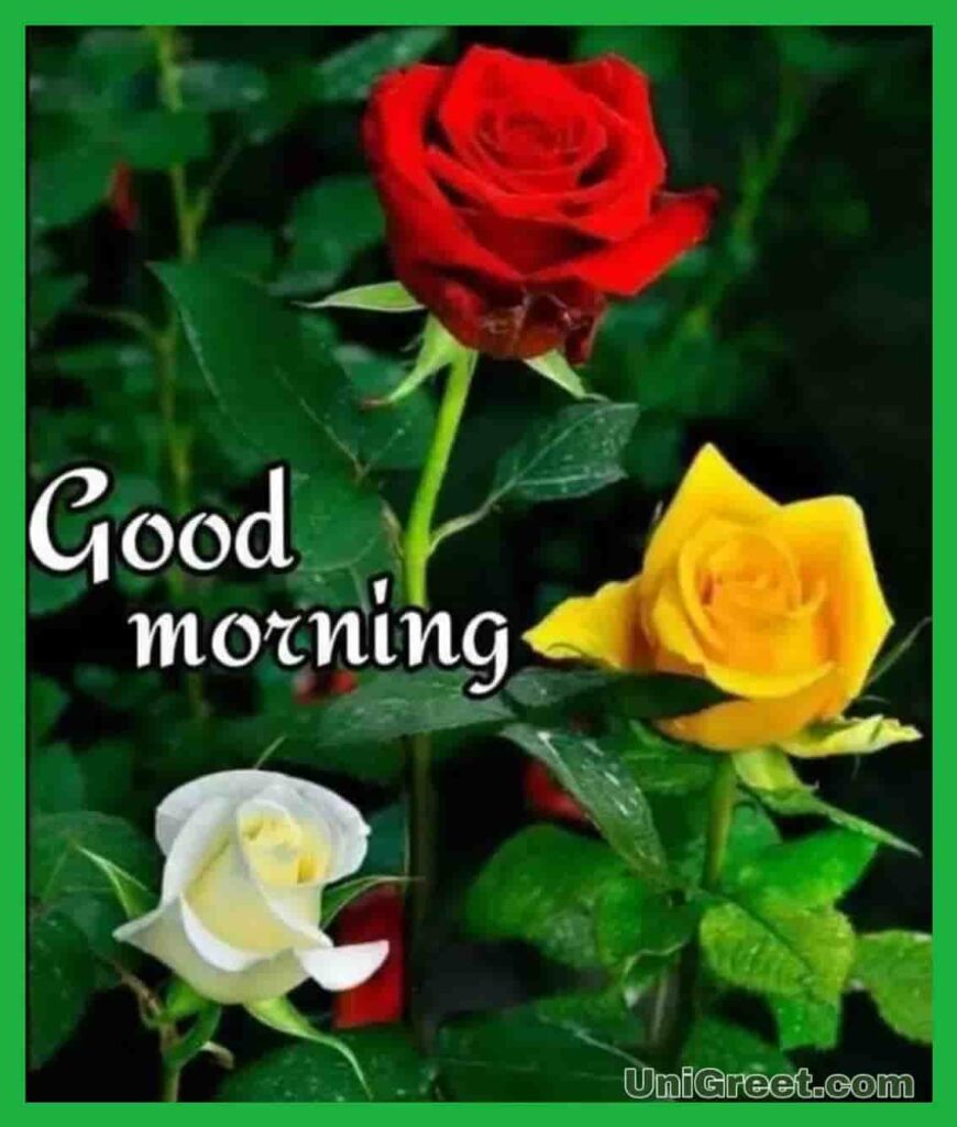 Beautiful good morning rose image download 