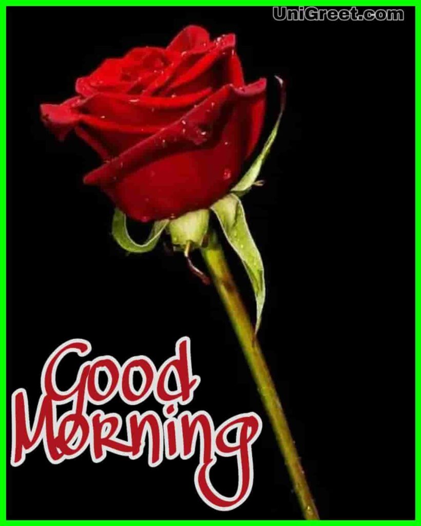 Beautiful red rose good morning photo download