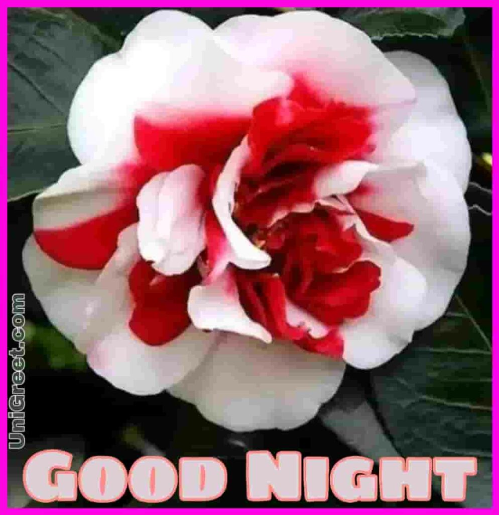 Good night beautiful rose photo download