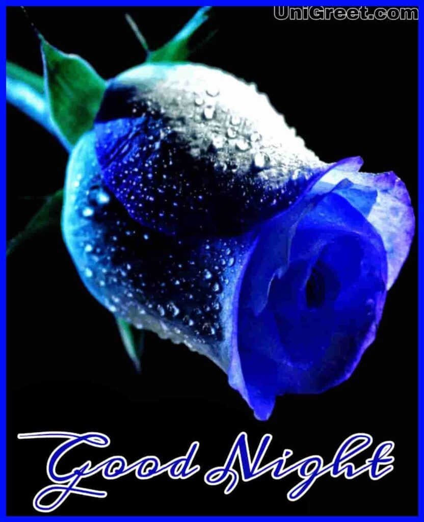 Beautiful blue rose good night image download for Whatsapp status