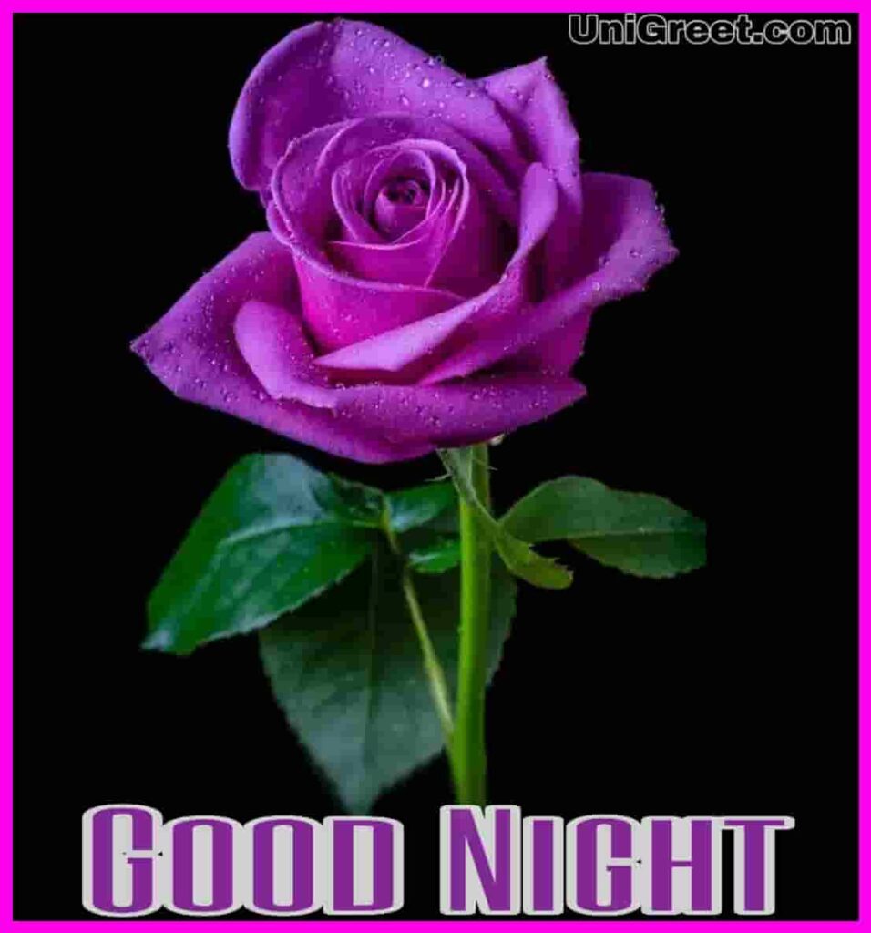 Good night purple rose picture