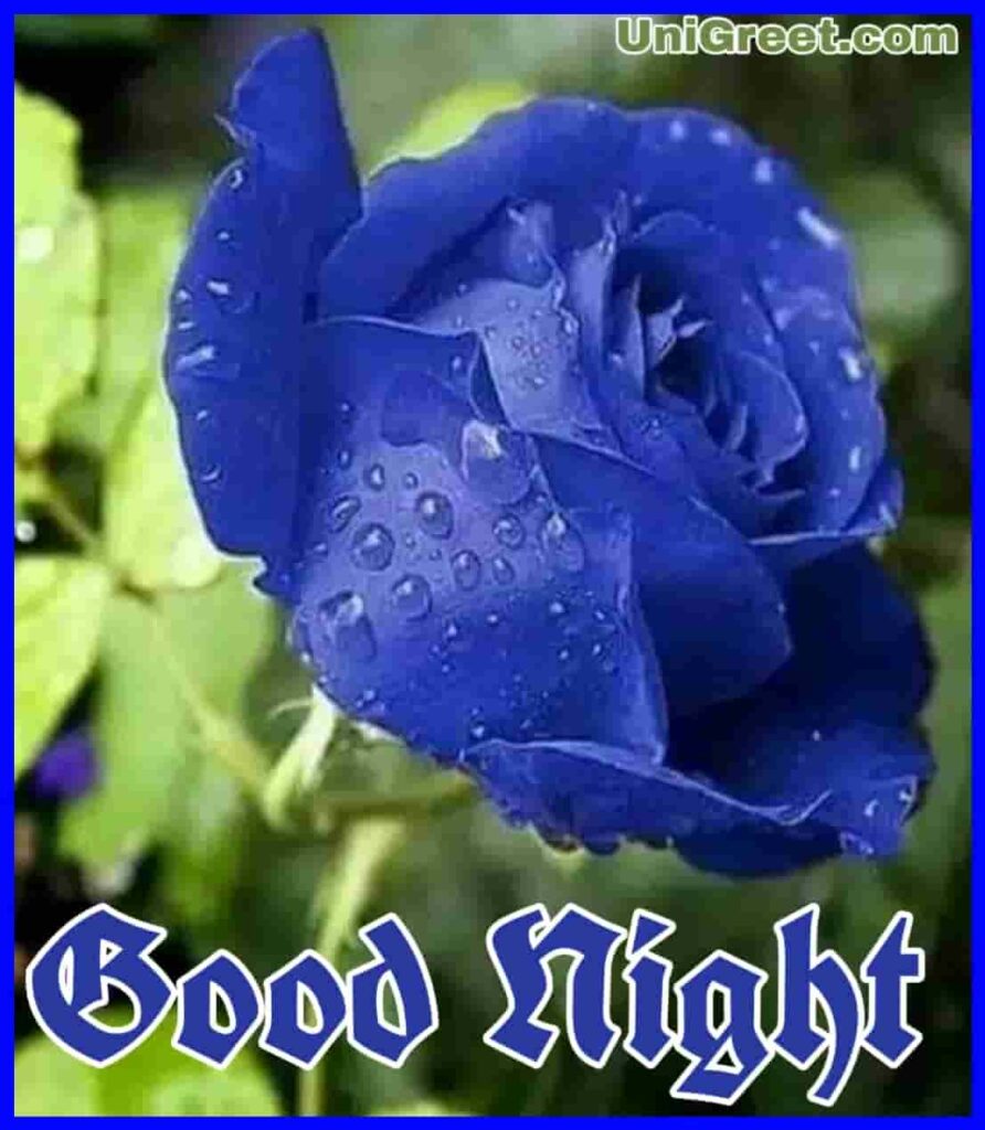Good night blue rose flowers image 