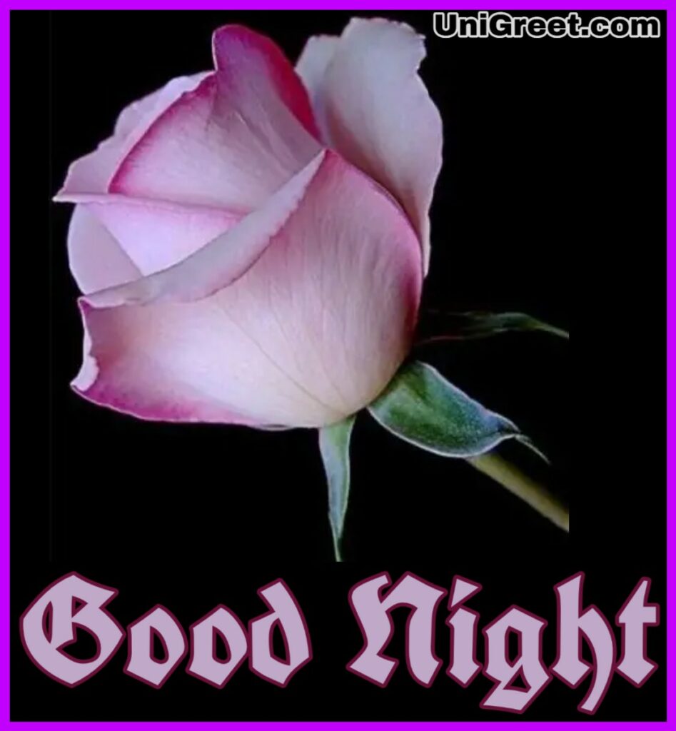Good night rose flower wallpaper download