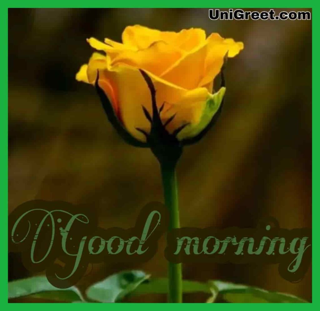 Download cute yellow rose good morning pic