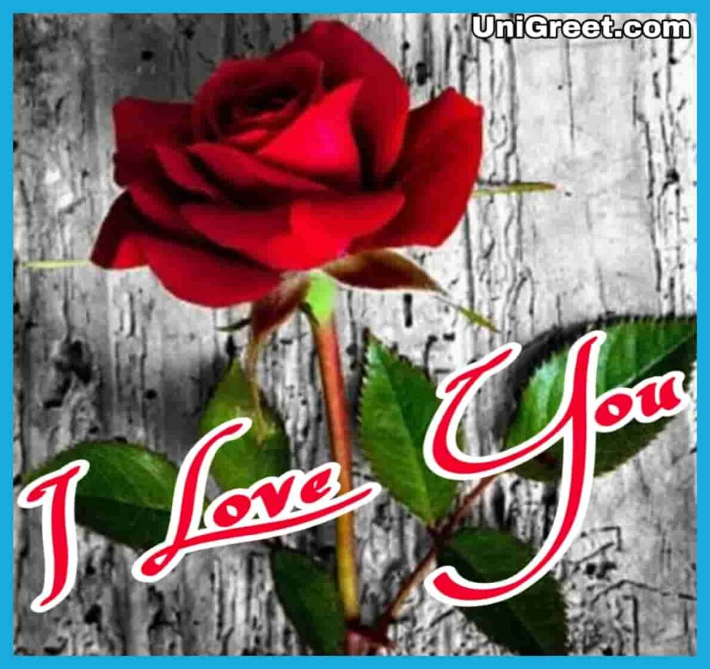 beautiful love roses images