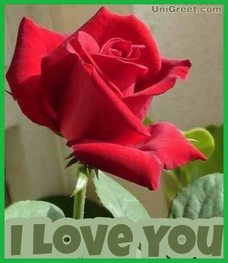 I love you images with red roses