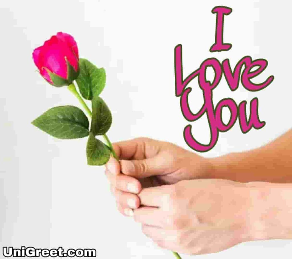 I love you pink rose with I love you