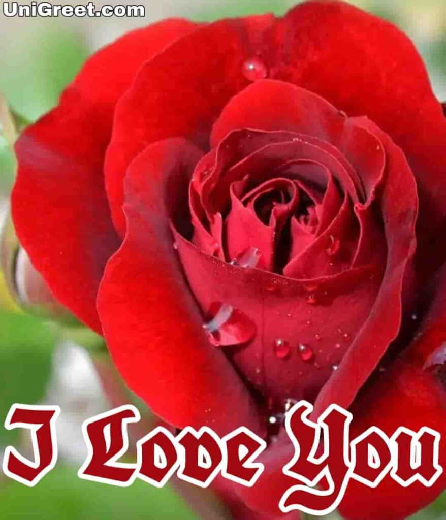 I love you roses images download