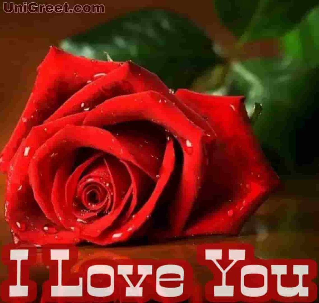 i love you images with roses hd