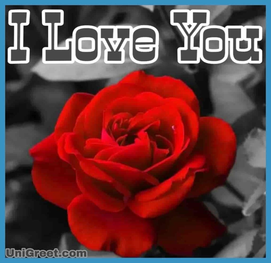 love rose flower images free download