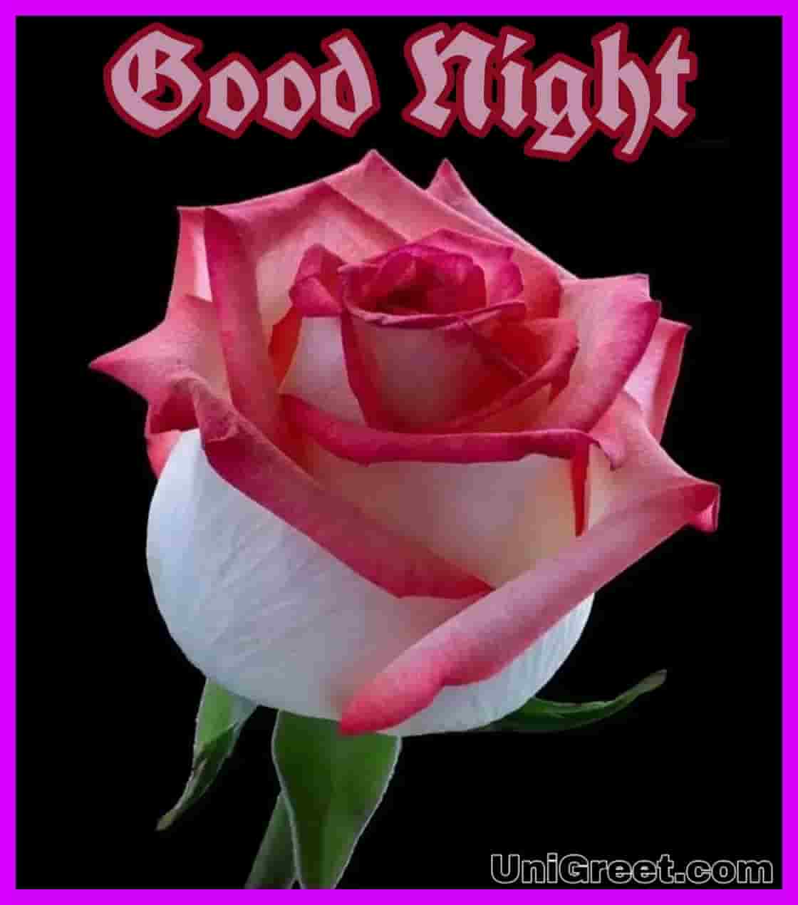 Good Night Wallpaper With Rose