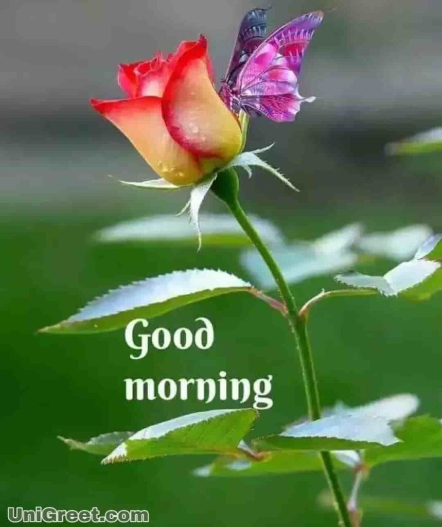 42 Good Morning Flower photos download for girlfriend  boyfriend  Pagal  Ladkacom