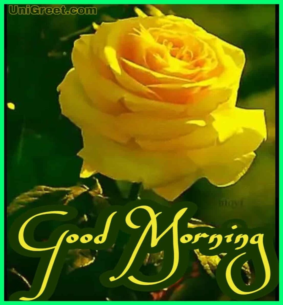 Latest very beautiful good morning imge with yellow rose