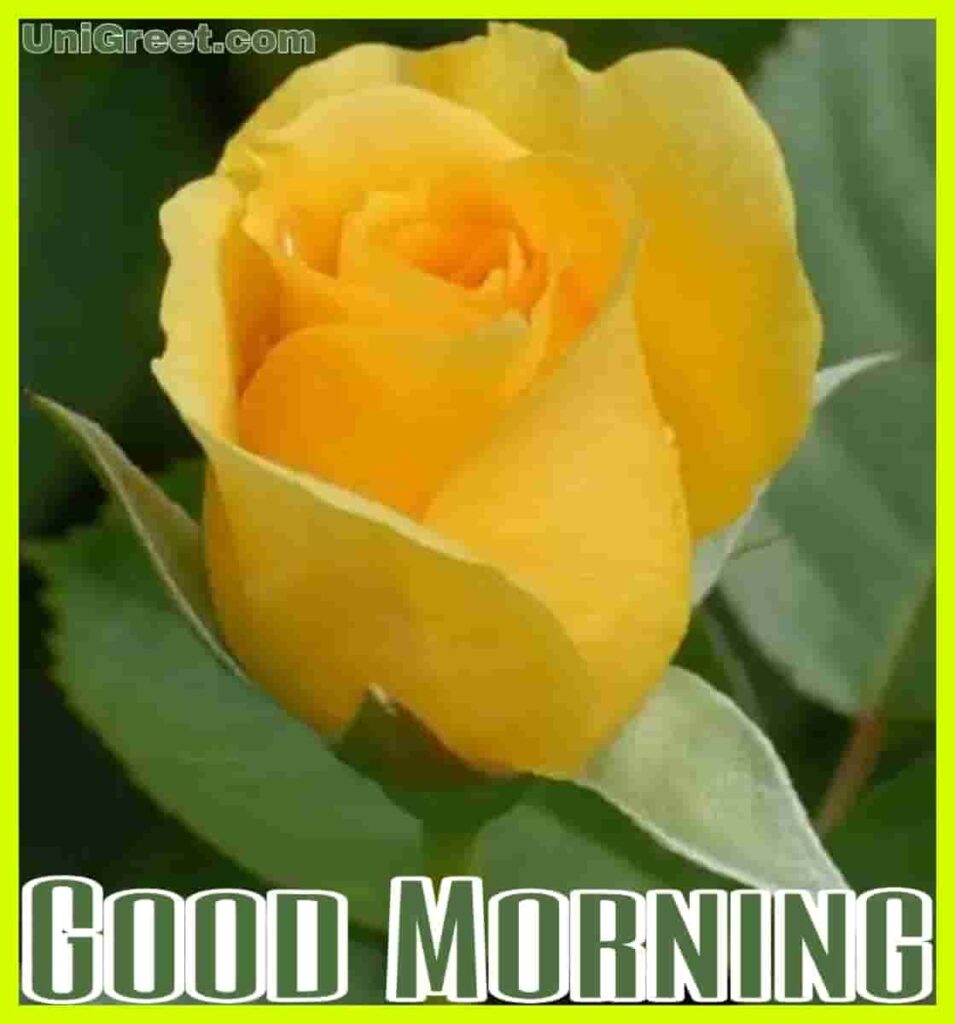 good morning yellow rose in picture