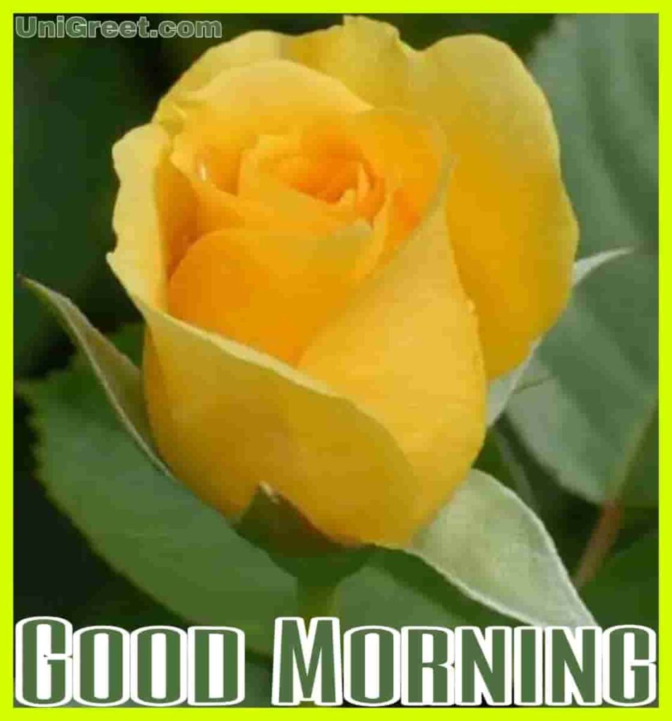 Good morning yellow rose images download