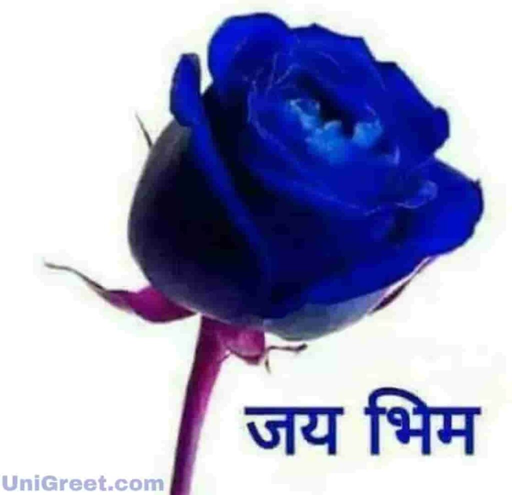 Jai bhim blue rose wallpaper