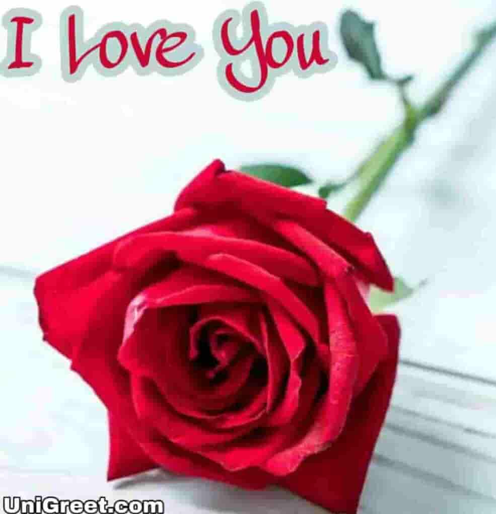 I love you rose wallpaper download