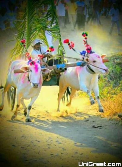 BEST Bail Pola Banner Background Hd Images Pics Quotes Photos | Bendur