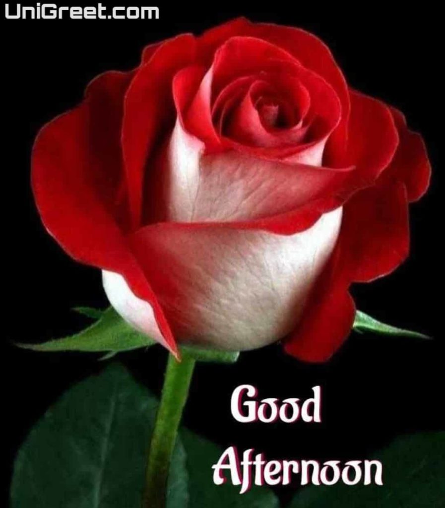 Good afternoon beautiful rose wallpaper