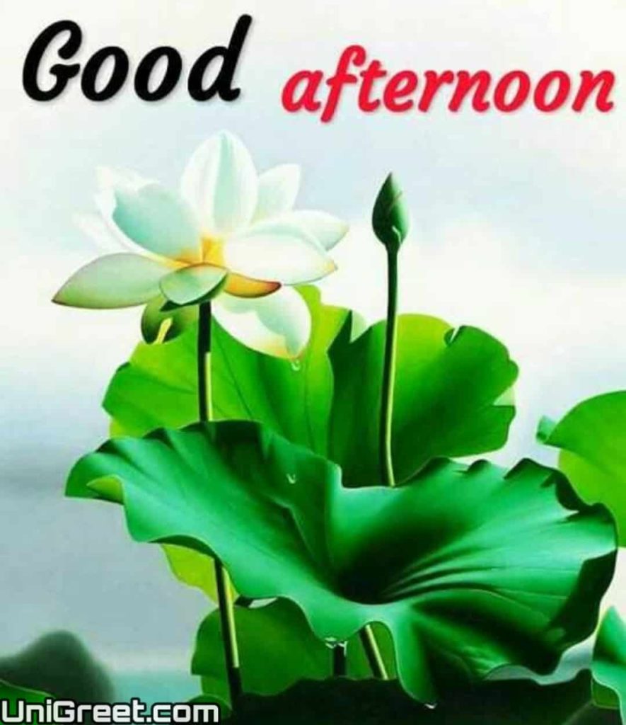 BEST} Good Afternoon Images Quotes Wallpaper Messages Free Download