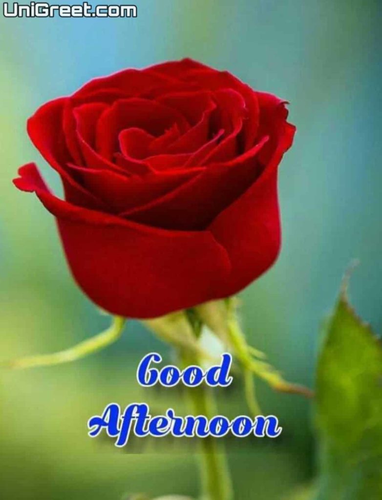 Good afternoon red rose pic download
