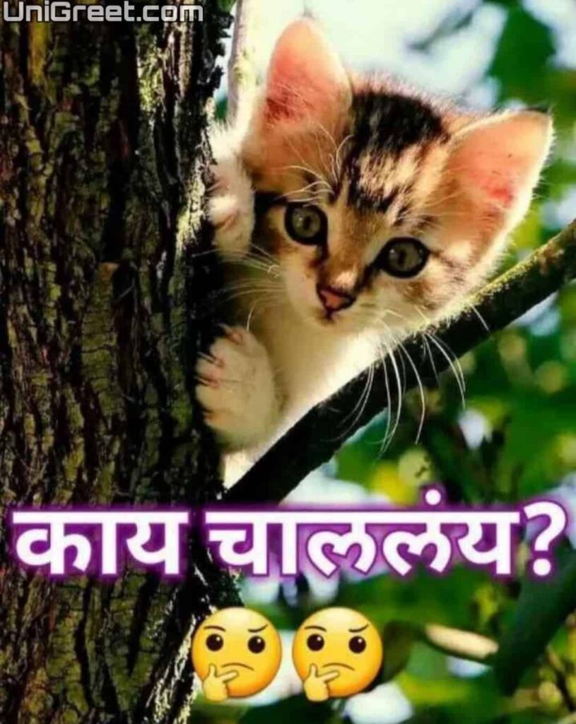 Best Cat Marathi Status Quotes Images With Funny Cat Marathi Jokes Pics