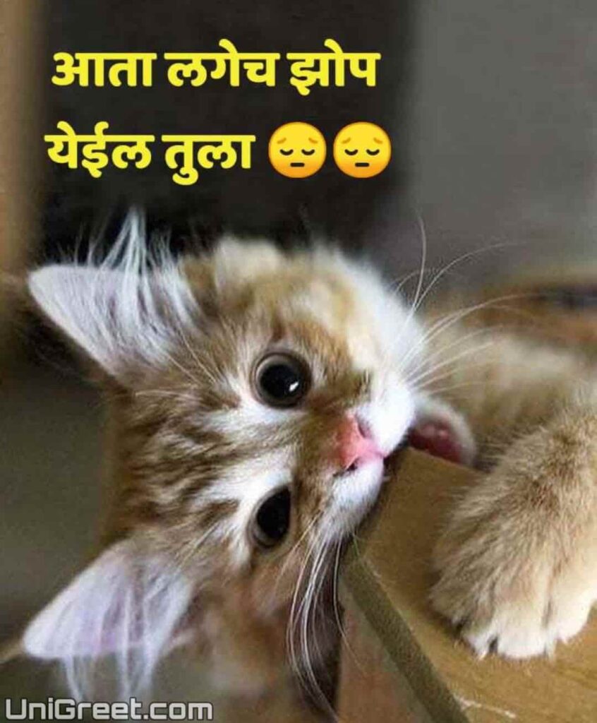 Best Cat Marathi Status Quotes Images With Funny Cat Marathi Jokes Pics