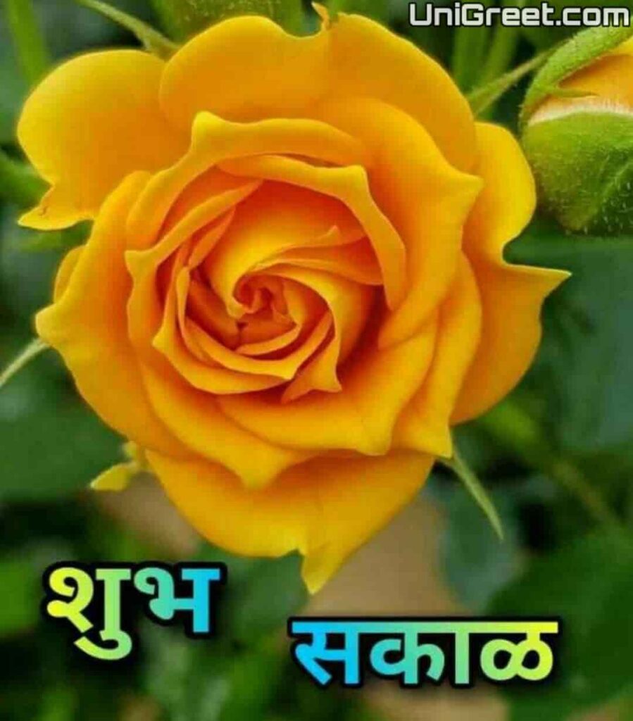 good morning rose images in marathi for friends