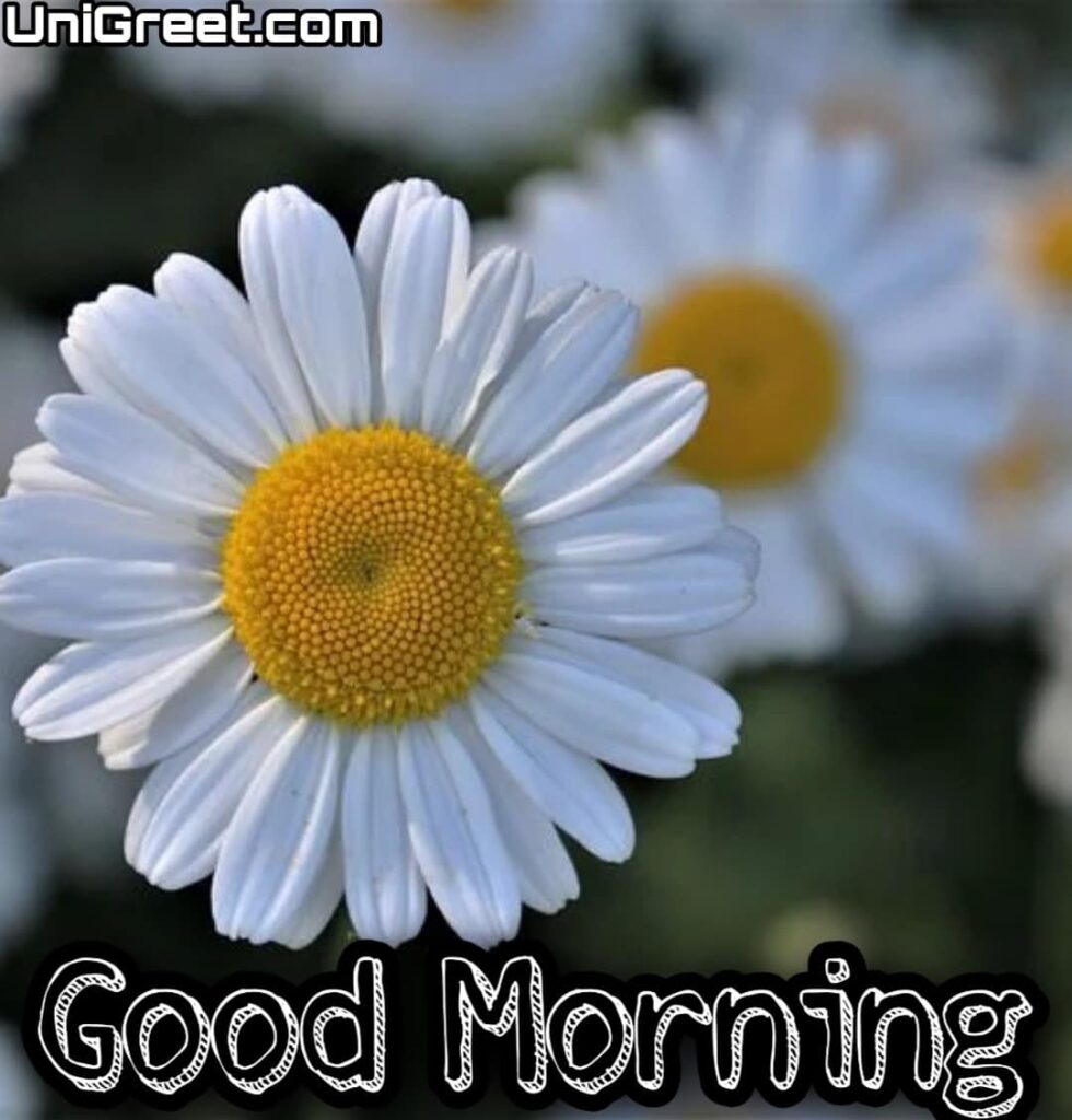 Good morning hd flowers pic