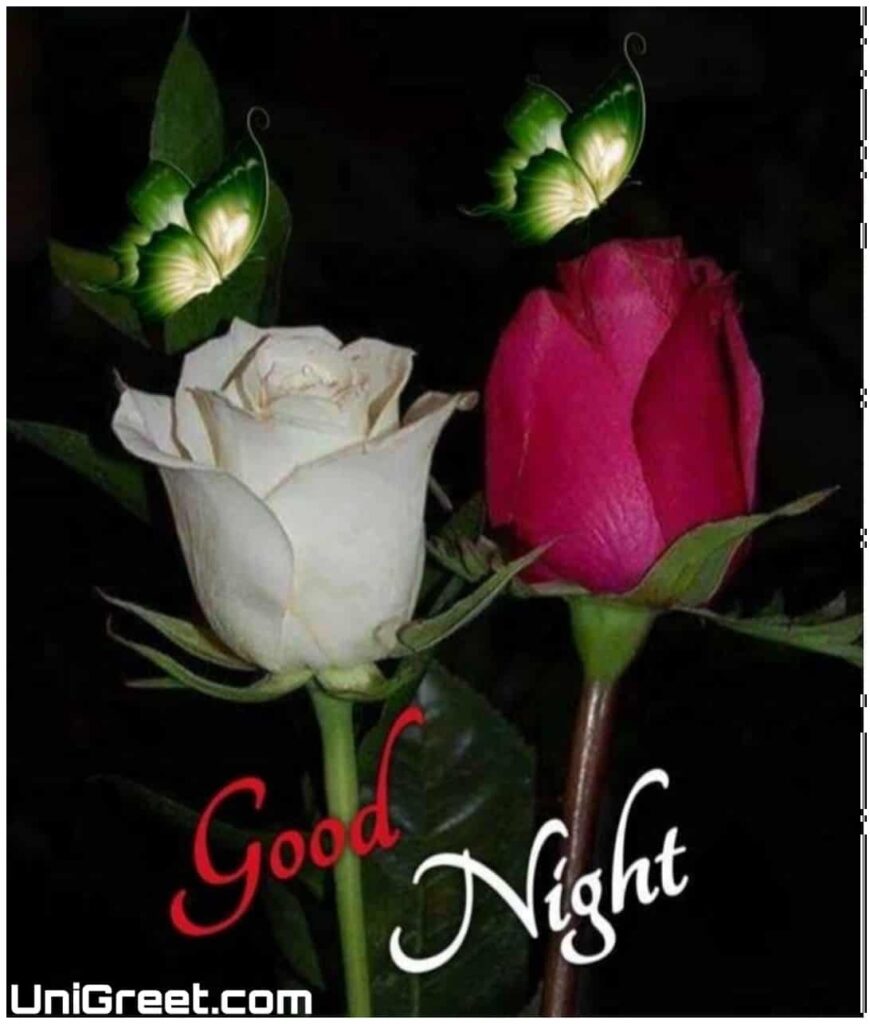 Beautiful good night rose photo download