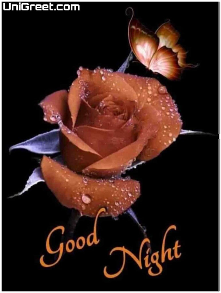cool photos good night rose cool photos good night rose