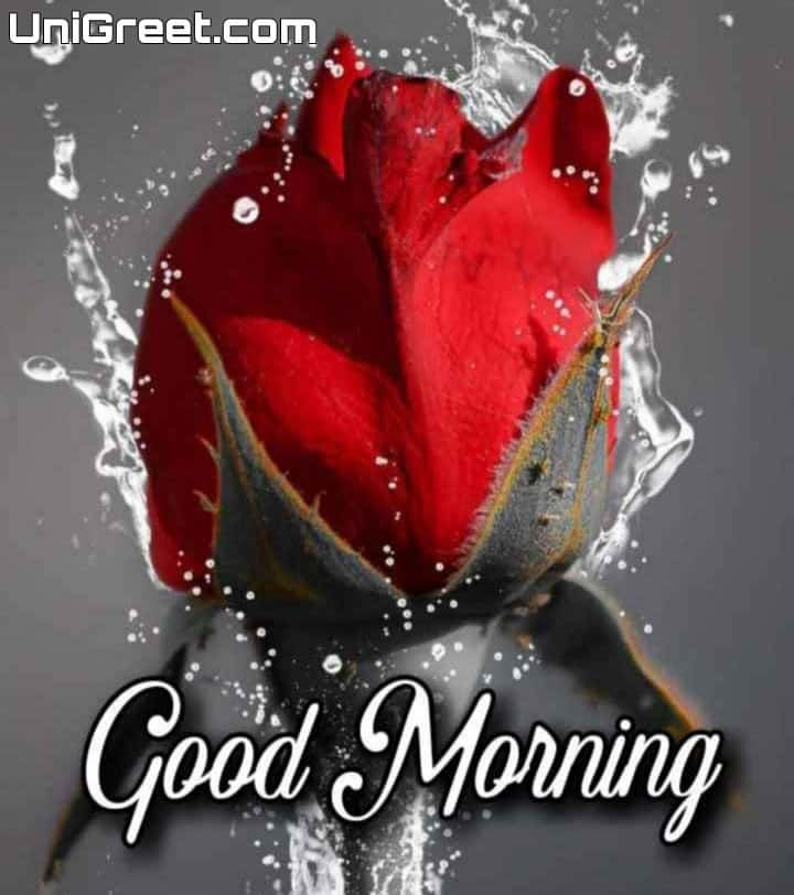 Beautiful good morning rose