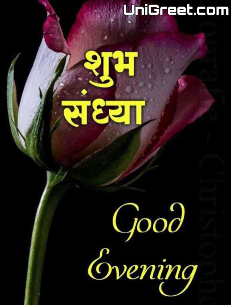 Good evening rose in marathi