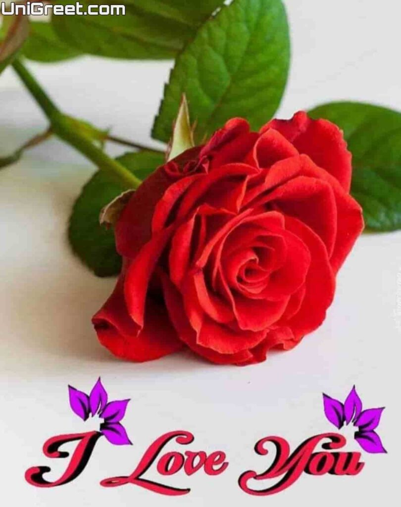 I love you red rose image