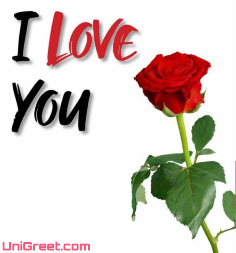 Red rose with I love you