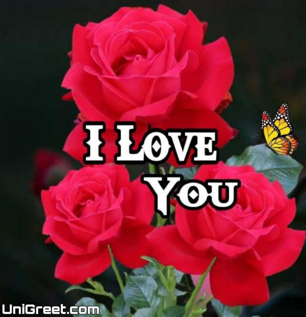 i love you rose images dp