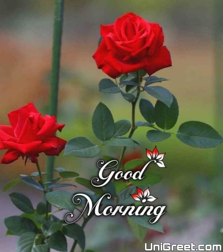 500 BEST Good Morning Wishes  Messages 2023  Status Shop