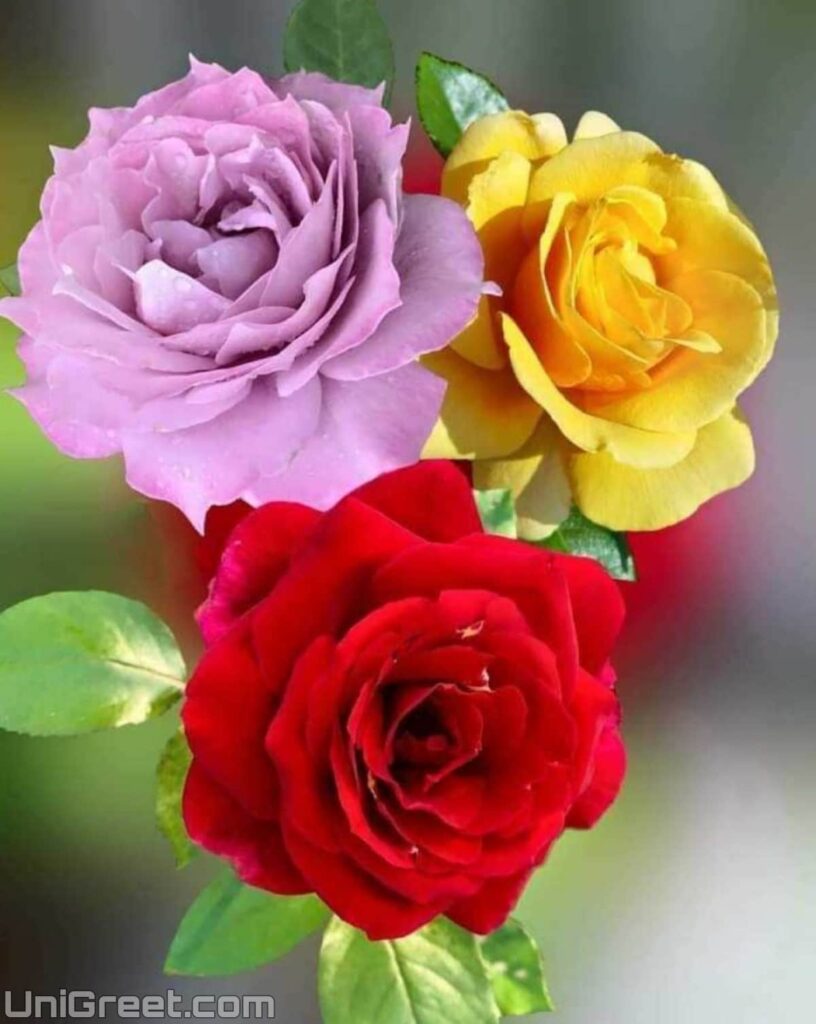 3 rose flower image