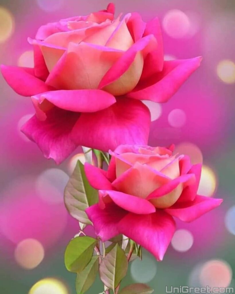 Beautiful flowers images for dp