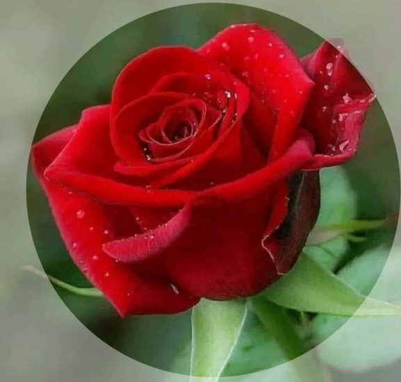 Beautiful Flowers Images Pics For Whatsapp Dp Profile Pic