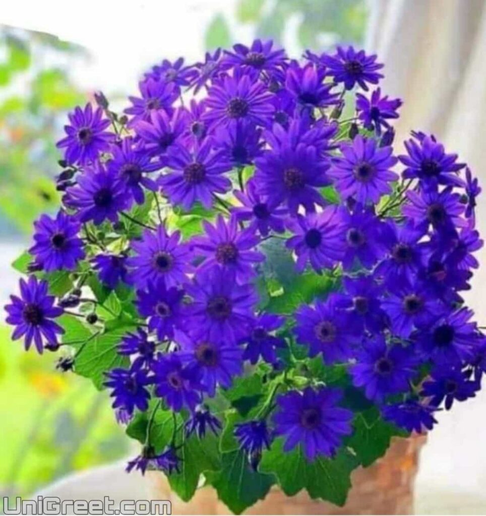 blue flowers dpz