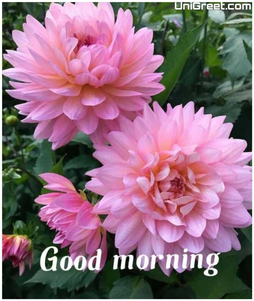 daily good morning images for whatsapp daily good morning images for whatsapp