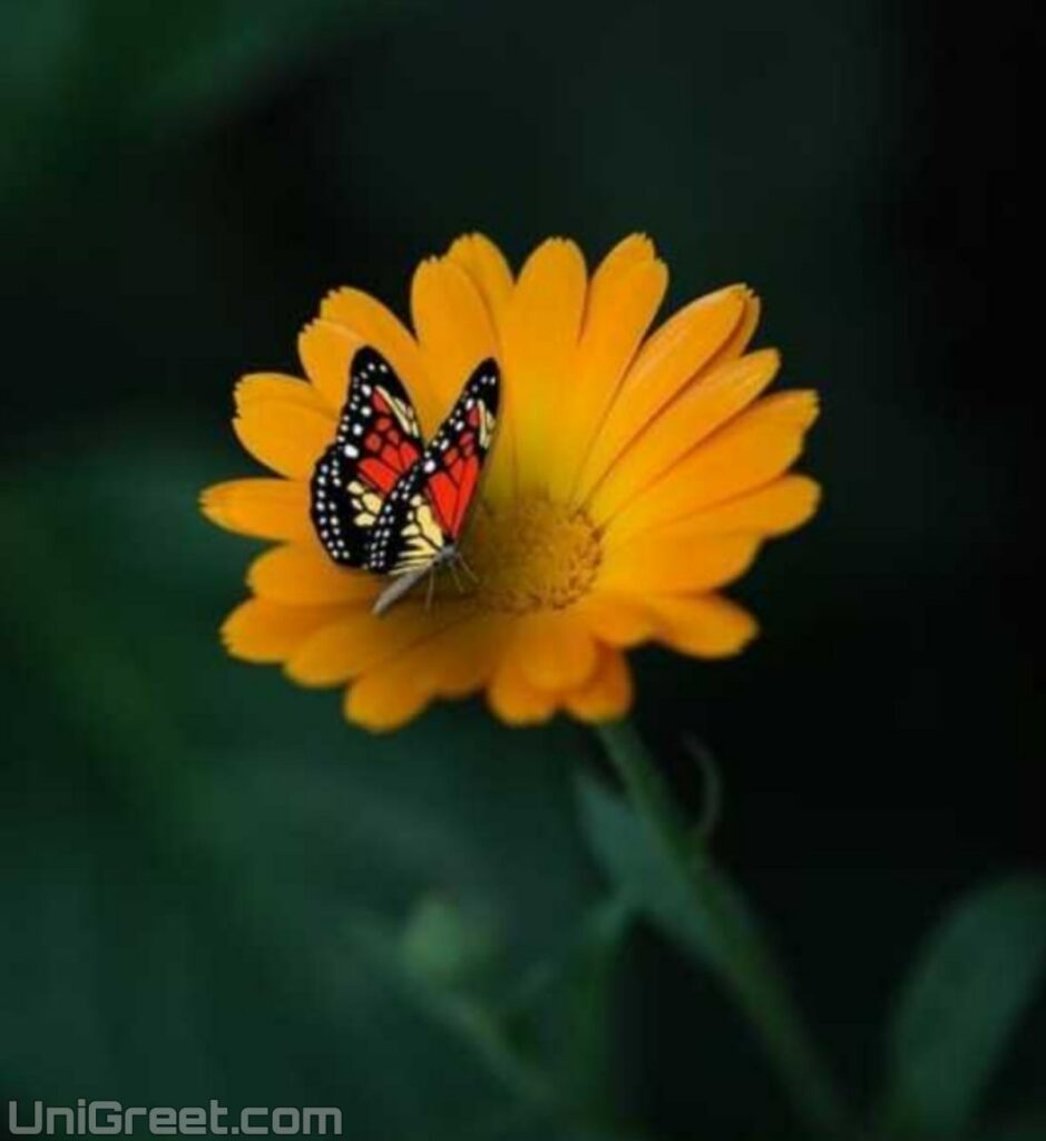 flower with butterfly whatsapp dp