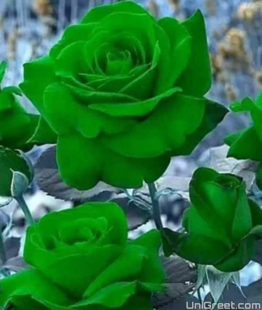 green rose dp