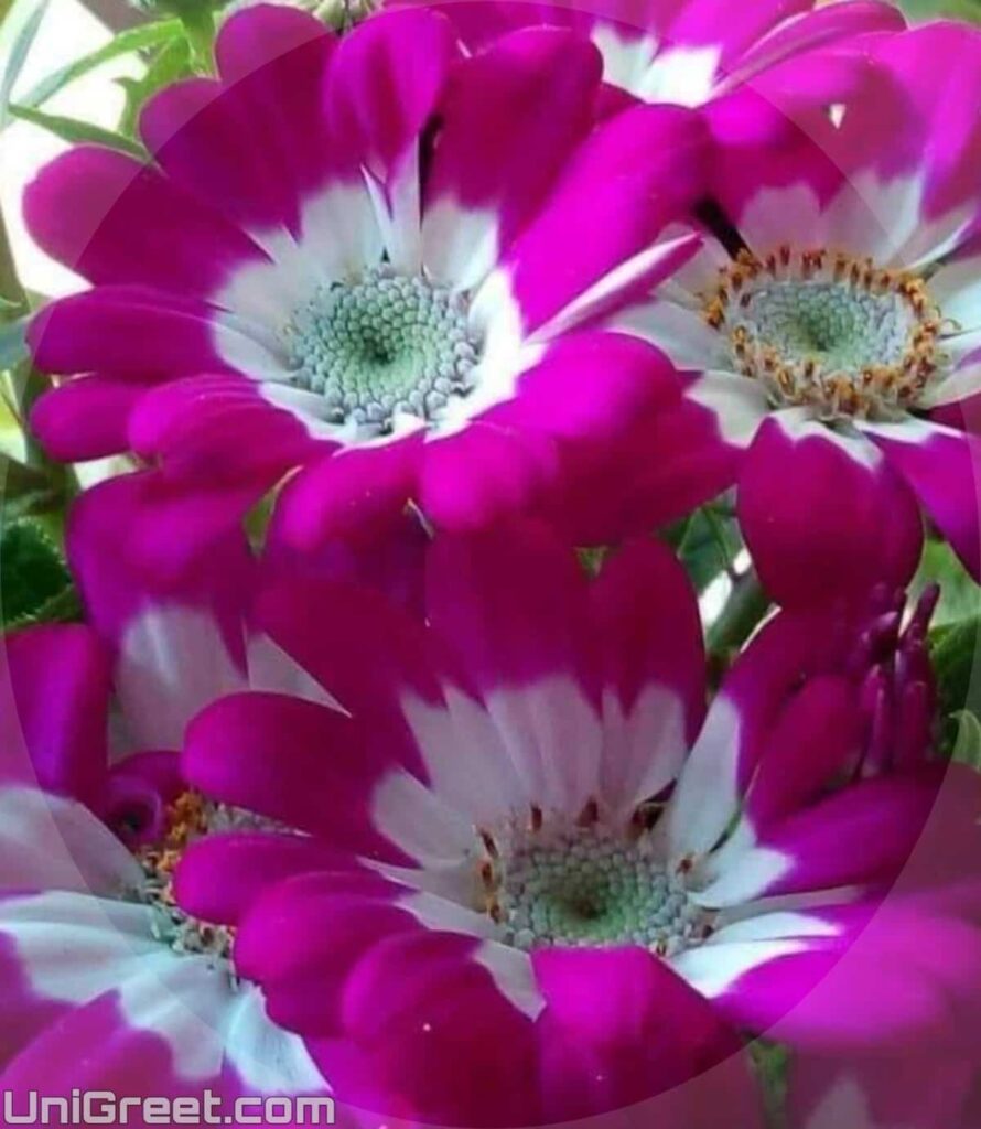 most beautiful flowers dp