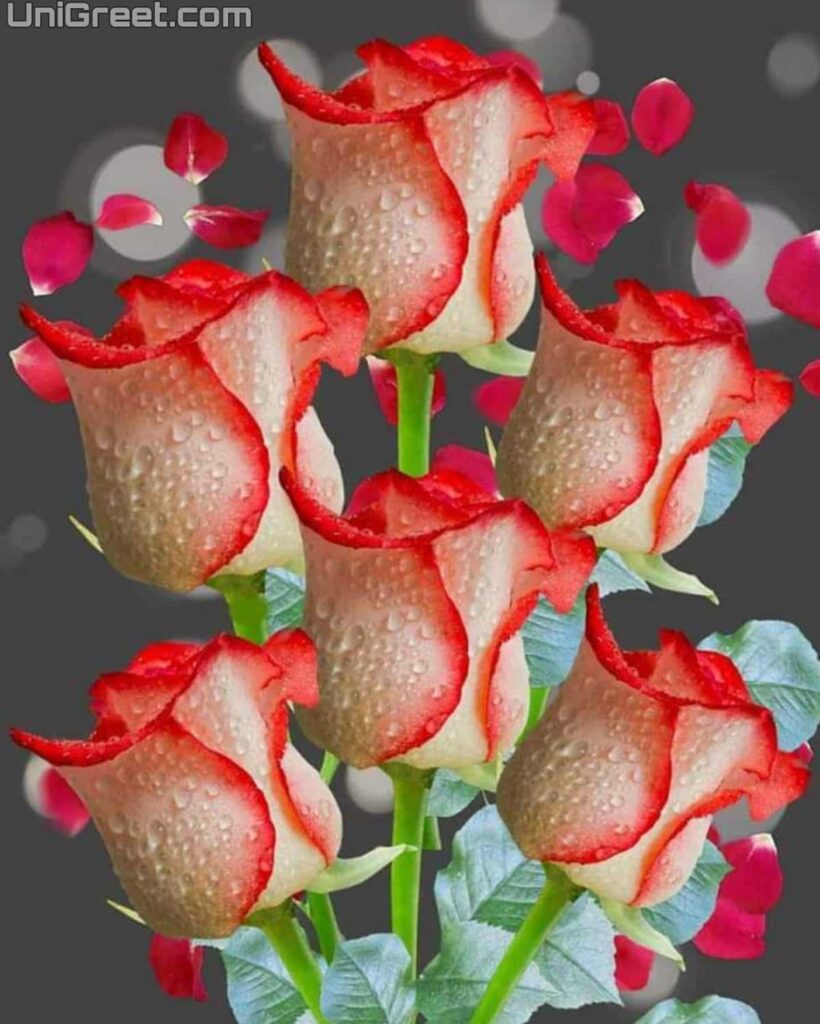 New Beautiful Flowers Images Pics For Whatsapp Dp Profile Picture ...