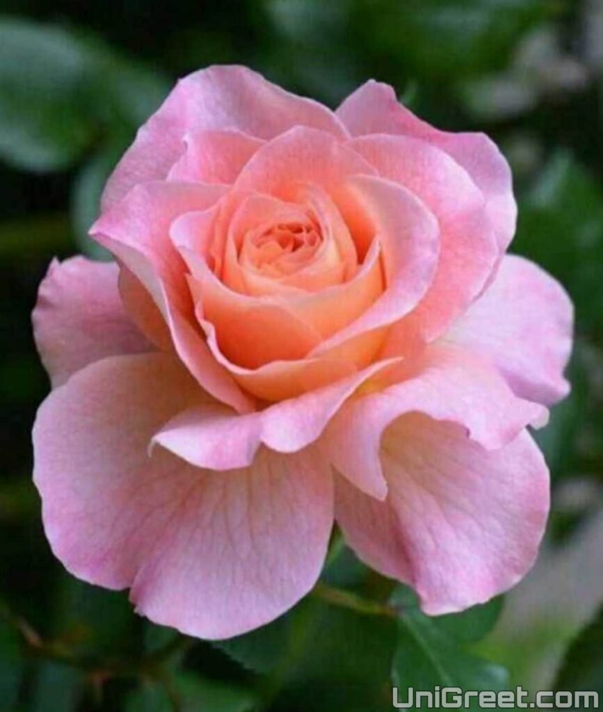 pink rose dp for whatsapp