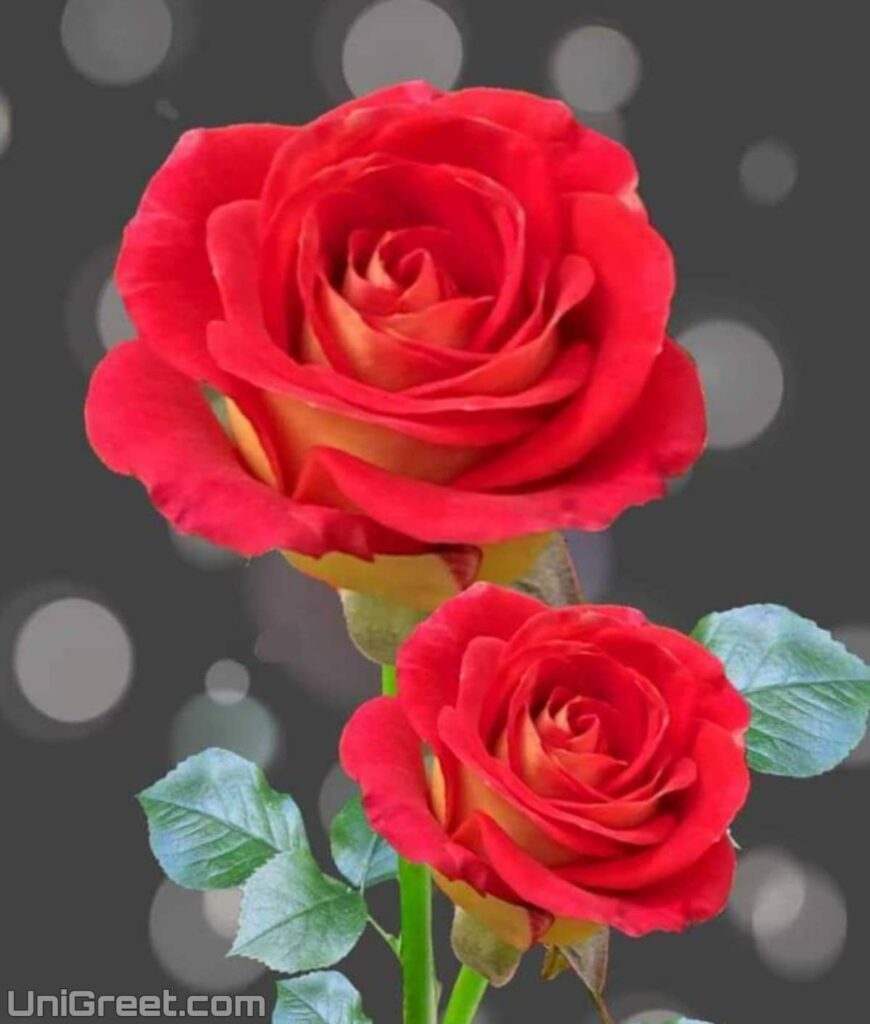 red rose dp for whatsapp