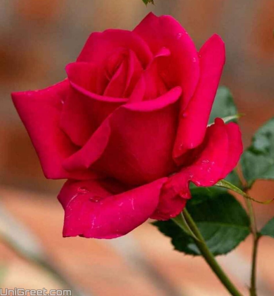 rose instagram dp